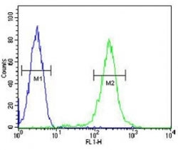 CFP antibody flow cytometric analysis of CEM cells (green) compared to a <a href=../search_result.php?search_txt=n1001>negative control</a> (blue). FITC-conjugated goat-anti-rabbit