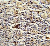 CD1e antibody immunohistochemistry analysis in formalin fixed and paraffin embedded human spleen.