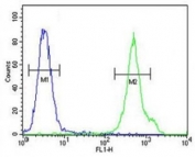 CD1e antibody flow cytometric analysis of MDA-MB435 cells (right histogram) compared to a <a href=../search_result.php?search_txt=n1001>negative control</a> (left histogram). FITC-conjugated goat-anti-rabbit secondary Ab was used for the analysis.