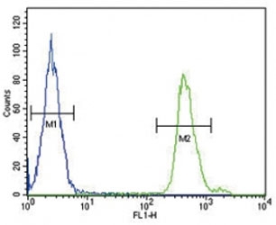 SMAD3 antibody flow cytometric analysis of MDA-MB231 cells (green) compared to a <a href=../search_result.php?search_txt=n1001>negative control</a> (blue). FITC-conjugated goat-anti-rabbit secondary Ab was used for the analysis.