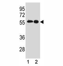 Src antibody western blot analysis in (1) MCF-7 and (2) A431 lysate