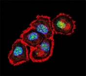 Confocal immunofluorescent analysis of Src antibody with MCF-7 cells followed by Alexa Fluor 488-conjugated goat anti-rabbit lgG (green). Actin filaments have been labeled with Alexa Fluor 555 Phalloidin (red). DAPI was used as a nuclear counterstain (blue).