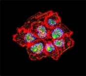 Confocal immunofluorescent analysis of Src antibody with A431 cells followed by Alexa Fluor 488-conjugated goat anti-rabbit lgG (green). Actin filaments have been labeled with Alexa Fluor 555 Phalloidin (red). DAPI was used as a nuclear counterstain (blue).