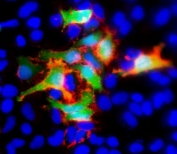 IF/ICC staining of GFP-transfected FFPE human HeLa cells with GFP antibody (red), DAPI nuclear stain (blue) and green natural fluorescence. HIER: steam section in pH6 citrate buffer for 20 min.