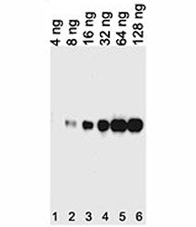 Tagged recombinant protein tested with anti-His antibody.