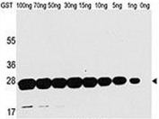 Western blot analysis of GST antibody and recombinant protein.