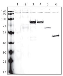 Lanes: 1: non-transfected cells; 2: V5-tagged empty plasmid; and V5-tagged proteins: 3-A, 4-B, 5-C, 6-D; Data courtesy of Dr. Gustavo Gutierrez, Burnham Institute for Medical Research.~