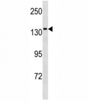 MCM9 antibody western blot analysis in 293 lysate.