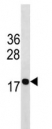 H3 antibody western blot analysis in mouse NIH3T3 lysate