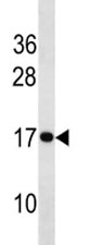 H3 antibody western blot analysis in HeLa lysate.~