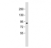 SUZ12 antibody western blot analysis in mouse F9 cell lysate. Observed molecular weight 83~95 kDa.