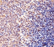 Immunohistochemical analysis of paraffin-embedded mouse spleen section using Cyclin B1 antibody. Ab was diluted at 1:25 dilution.