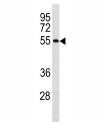 Western blot testing U251 lysate and CCNB1 antibody. Predicted molecular weight: 48-60 kDa