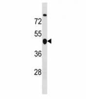 Cyclin B2 antibody western blot analysis in MDA-MB453 lysate. Predicted molecular weight ~44 kDa