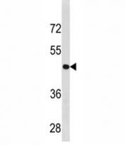 Cyclin B2 antibody western blot analysis in U251 lysate. Predicted molecular weight ~44 kDa