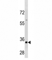 Cyclin B3 antibody western blot analysis in HepG2 cell line lysate