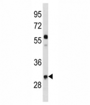 CCND2 antibody western blot analysis in mouse NIH3T3 lysate. Predicted molecular weight ~33 kDa.