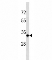 CCND3 antibody western blot analysis in mouse NIH3T3 lysate. Predicted molecular weight ~33 kDa.