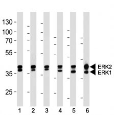 ERK1/2 antibody western blot analysis in (1) 293, (2) MCF-7, (3) Jurkat, (4) mouse NIH3T3, (5) rat C6 cell line and (6) mouse heart lysate. ERK1 ~42 kDa, ERK2 ~43 kDa~