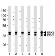 ERK1/2 antibody western blot analysis in (1) 293, (2) MCF-7, (3) Jurkat, (4) mouse NIH3T3, (5) rat C6 cell line and (6) mouse heart lysate.  ERK1 ~42 kDa, ERK2 ~43 kDa