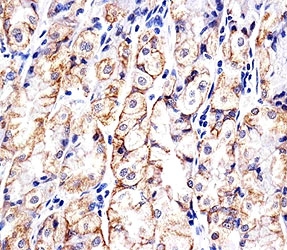 Immunohistochemical analysis of paraffin-embedded human stomach using CDH1 antibody at 1:25 dilution.~