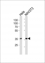 IkBa antibody western blot analysis in human HeLa and mouse NIH3T3 cell lysate.