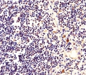 Immunohistochemical analysis of paraffin-embedded human thymus using Nucleophosmin antibody at 1:25 dilution.