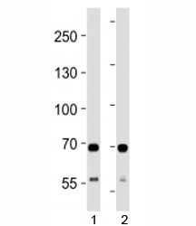 SDHA antibody western blot analysis in 1) human HeLa and 2) mouse C2C12 lysate. Predicted molecular weight ~72 kDa.~