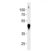 Western blot testing of zebrafish muscle lysate with zebrafish beta actin antibody.