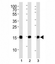 SUMO-2 antibody western blot analysis in (1) CEM, (2) 293, (3) rat C6 lysate. Observed molecular weight: 12-15 kDa.