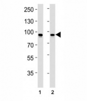 STAT1 antibody western blot analysis in (1) CEM and (2) HeLa lysate. Predicted molecular weight: ~91/84kDa (alpha/beta).
