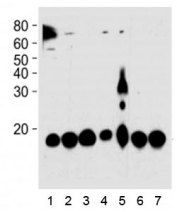 PIN1 antibody western blot analysis in 1) HeLa, 2) 293, 3) mouse NIH3T3, 4) rat PC-12, 5) COS-7 cell line, 6) mouse brain, and 7) rat brain tissue lysate. Expected molecular weight ~18kDa.
