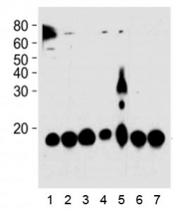 PIN1 antibody western blot analysis in 1) HeLa, 2) 293, 3) mouse NIH3T3, 4) rat PC-12, 5) COS-7 cell line, 6) mouse brain, and 7) rat