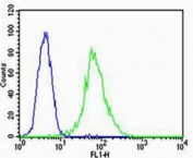 Flow cytometric analysis of HUVEC cells using VEGFR3 antibody (green) and an isotype control of mouse IgG2a (blue); Ab was diluted at 1:25 dilution.