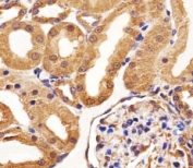 Immunohistochemical analysis of paraffin-embedded rat kidney section using VEGFR3 antibody at 1:25 dilution.