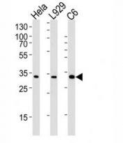 PCNA antibody western blot analysis in human HeLa, mouse L929 and rat C6 lysate. Expected molecular weight: 29-36 kDa.
