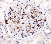 Immunohistochemical analysis of paraffin-embedded human kidney using FABP4 antibody at 1:25 dilution.