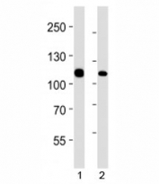 MSH2 antibody western blot analysis in 1) 293 and 2) HeLa lysate.