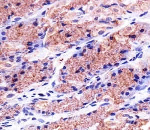 Immunohistochemical analysis of paraffin-embedded human stomach using PHB1 antibody at 1:25 dilution.~