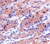 Immunohistochemical analysis of paraffin-embedded human stomach using PHB1 antibody at 1:25 dilution.