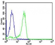 Flow cytometric analysis of HeLa cells using NFKB1 antibody (green) and an isotype control of mouse IgG1 (blue); Ab was diluted at 1:25 dilution.