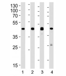 Western blot analysis of lysate from 1) human A549, 2) mouse Neuro-2a, 3) mouse NIH3T3, and 4) rat C6 cell line using CREB1 antibody at 1:1000.