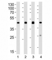 Western blot analysis of lysate from 1) human A549, 2) mouse Neuro-2a, 3) mouse NIH3T3, and 4) rat C6 cell line using CREB1 antibody at 1:1000. Predicted molecular weight is 37 kDa but routinely observed at ~43 kDa.