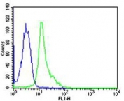 Flow cytometric analysis of HeLa cells using FYN antibody (green) and an isotype control of mouse IgG1 (blue); Ab was diluted at 1:25 dilution.