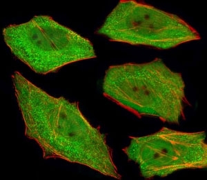 Fluorescent image of U251 cells stained with VCP antibody at 1:25. An Alexa Fluor 488-conjugated goat anti-mouse lgG was used as the secondary Ab (green). Cytoplasmic actin was counterstained with Alexa Fluor 555 conjugated with Phalloidin (red).~