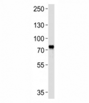 Western blot analysis of lysate from CEM cell line using MYB antibody at 1:1000. Predicted molecular weight ~72 kDa.
