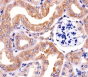 Immunohistochemical analysis of paraffin-embedded mouse kidney section using RPS6 antibody at 1:25 dilution.
