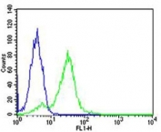 Flow cytometric analysis of HeLa cells using RPS6 antibody (green) and an isotype control of mouse IgG1 (blue); Ab was diluted at 1:25 dilution.