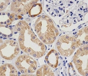 Immunohistochemical analysis of paraffin-embedded human kidney using vWF at 1:25 dilution.