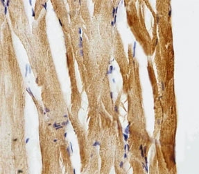 IHC analysis of FFPE zebrafish muscle section using Gfap antibody; Ab was diluted at 1:25.~